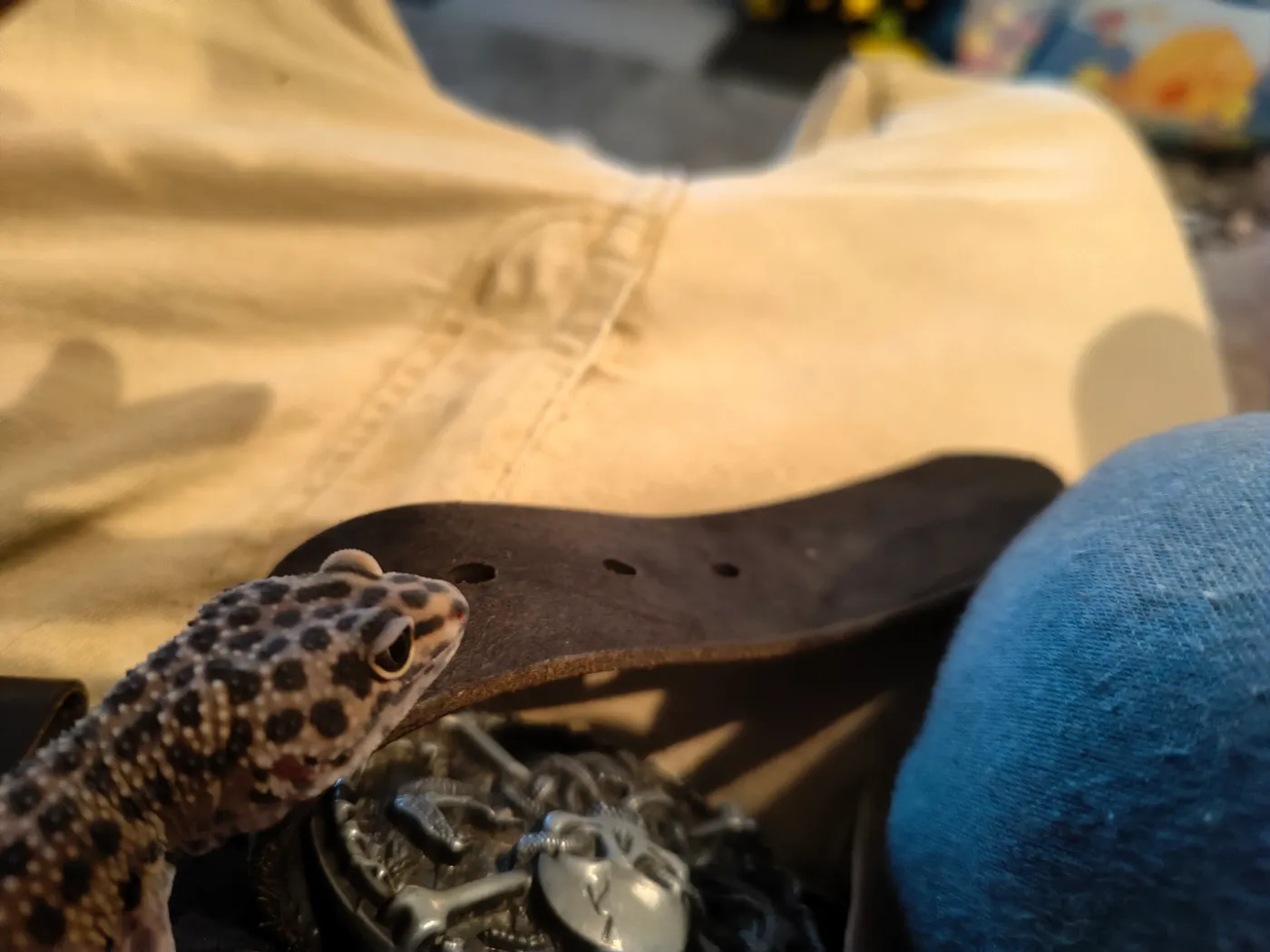 A spotted gecko resting on a participant